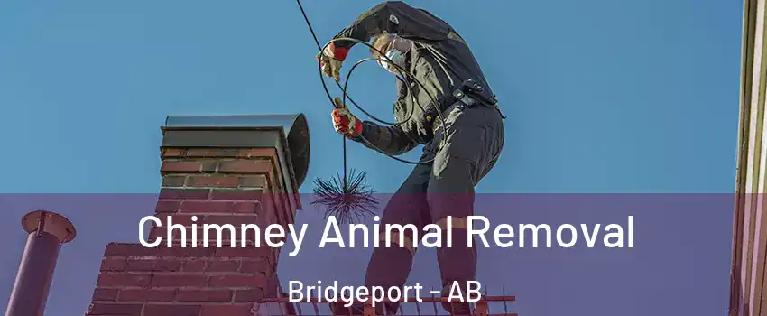  Chimney Animal Removal Bridgeport - AB