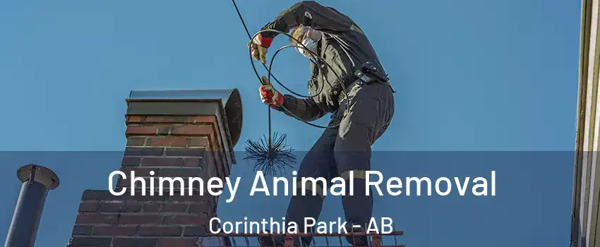  Chimney Animal Removal Corinthia Park - AB