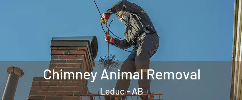  Chimney Animal Removal Leduc - AB