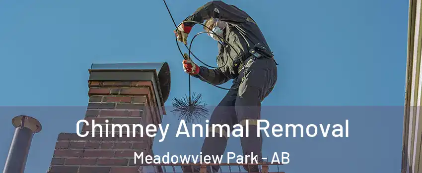  Chimney Animal Removal Meadowview Park - AB