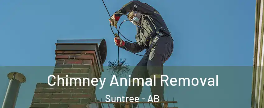  Chimney Animal Removal Suntree - AB