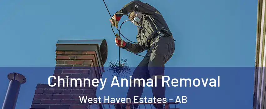  Chimney Animal Removal West Haven Estates - AB