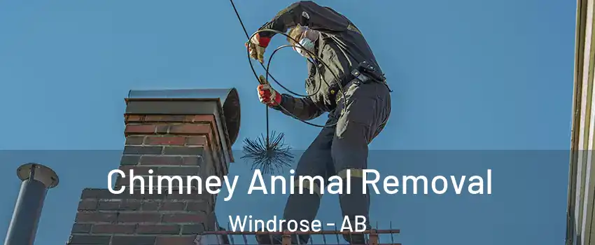  Chimney Animal Removal Windrose - AB